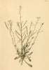 ALPENFLORA ALPINE FLOWERS. Arabis arenosa Scop-Sand-Gänsekresse 1897 old print