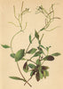 ALPENFLORA ALPINE FLOWERS. Arabis alpina L-Alpen-Gänsekresse 1897 old print