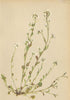 ALPENFLORA ALPINE FLOWERS. Arabis halleri L-Haller's Gänsekresse 1897 print