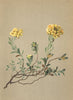 ALPENFLORA ALPINE FLOWERS. Alyssum Wulfenianum Berth-Wulfen's Steinkraut 1897