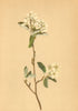 ALPENFLORA ALPINE FLOWERS. Amelanchier vulgaris Mönch-Felsenmispel 1897 print