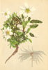 ALPENFLORA ALPINE FLOWERS. Dryas octopetala L-Silberwurz 1897 old print