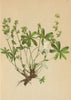 ALPENFLORA ALPINE FLOWERS. Alchemilla alpina L-Alpen-Frauenmantel 1897 print