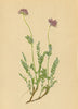 ALPENFLORA ALPINE FLOWERS. Anthyllis jacquini A. Kern-Jacquin's Wundklee 1897