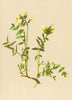 ALPENFLORA ALPINE FLOWERS. Astragalus frigidus Bunge-Kälteliebender Tragant 1897