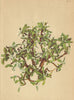 ALPENFLORA ALPINE FLOWERS. Daphne alpina L-Alpen-Seidelbast 1897 old print