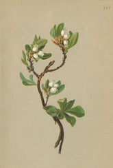 ALPENFLORA ALPINE FLOWERS. Arctous alpina (L. ) Nied-Alpen-Bärentraube 1897