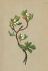 ALPENFLORA ALPINE FLOWERS. Arctous alpina (L. ) Nied-Alpen-Bärentraube 1897