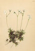 ALPENFLORA ALPINE FLOWERS. Androsace lactea K-Milchweisser Mannsschild 1897