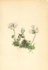 ALPENFLORA ALPINE FLOWERS. Androsace chamaejasme Host-Zwerg-Mannsschild 1897