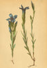 ALPENFLORA ALPINE FLOWERS. Gentiana ciliats L-Gefranster Enzian 1897 old print