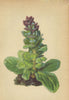 ALPENFLORA ALPINE FLOWERS. Ajuga Pyramidalis L-Pyramidengünsel 1897 old print