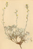 ALPENFLORA ALPINE FLOWERS. Artemisia nitida Bertol-Glänzender Beifuss 1897