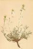 ALPENFLORA ALPINE FLOWERS. Artemisia mutellina Vill-Edelraute 1897 old print