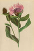 ALPENFLORA ALPINE FLOWERS. Centaurea phrygia L-Phrygische Flockenblume 1897