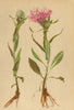 ALPENFLORA ALPINE FLOWERS. Centaurea plumosa Lam-Fedrige Flockenblume 1897