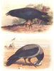 BRITISH BIRDS. Carrion Crow; Hooded Crow. THORBURN 1925 old vintage print