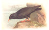 BRITISH BIRDS. Chough. THORBURN 1925 old vintage print picture