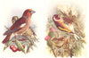 BRITISH BIRDS. Hawfinch; Goldfinch. THORBURN 1925 vintage print picture