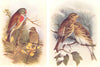 BRITISH BIRDS. Linnet; Twite. THORBURN 1925 old vintage print picture