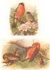 BRITISH BIRDS. Bullfinch; Crossbill. THORBURN 1925 old vintage print picture