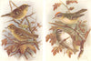BRITISH BIRDS. Goldcrest; Firecrest. THORBURN 1925 vintage print picture