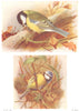 BRITISH BIRDS. Great Titmouse; Blue Titmouse. THORBURN 1925 old vintage print