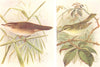 BRITISH BIRDS. Savi's Warbler; Yellow-browed Warbler. THORBURN 1925 old print