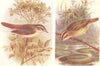 BRITISH BIRDS. Sedge-Warbler; Aquatic Warbler. THORBURN 1925 old vintage print