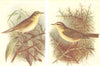 BRITISH BIRDS. Chiffchaff; Willow-wren. THORBURN 1925 old vintage print