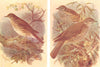 BRITISH BIRDS. Song-Thrush; Mistle-Thrush. THORBURN 1925 old vintage print