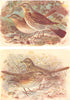 BRITISH BIRDS. Fieldfare; Redwing. THORBURN 1925 old vintage print picture