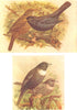 BRITISH BIRDS. Blackbird; Ring-Ousel. THORBURN 1925 old vintage print picture