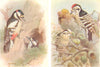 BRITISH BIRDS. Great Spotted Woodpecker; Lesser Spotted Woodpecker.THORBURN 1925