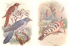 BRITISH BIRDS. Cuckoo; Hoopoe. THORBURN 1925 old vintage print picture
