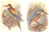 BRITISH BIRDS. Bee-eater; Kingfisher. THORBURN 1925 old vintage print picture