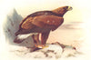 BRITISH BIRDS. Golden Eagle (immature) . THORBURN 1925 vintage print