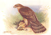 BRITISH BIRDS. Goshawk (first year) . THORBURN 1925 old vintage print picture