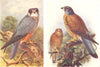 BRITISH BIRDS. Hobby (male) ; Kestrel. THORBURN 1925 old vintage print picture