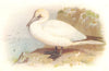 BRITISH BIRDS. Gannet. THORBURN 1925 old vintage print picture