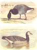 BRITISH BIRDS. Brent Goose; Barnacle-Goose. THORBURN 1925 old vintage print
