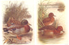 BRITISH BIRDS. Mallard. White-eyed Pochard. THORBURN 1925 old vintage print