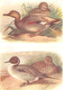 BRITISH BIRDS. Gadwall; Pintail. THORBURN 1925 old vintage print picture