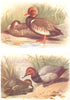 BRITISH BIRDS. Red-crested Pochard; Pochard. THORBURN 1925 old vintage print