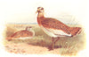 BRITISH BIRDS. Great Bustard. THORBURN 1925 old vintage print picture