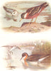BRITISH BIRDS. Grey Phalarope (Summer & Autumn);Red-necked(Winter).THORBURN 1925