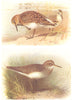 BRITISH BIRDS. Sanderling; Common Sandpiper. THORBURN 1925 old vintage print