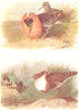 BRITISH BIRDS. Ruffs and Reeve. THORBURN 1925 old vintage print picture