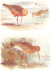 BRITISH BIRDS. Bar-tailed Godwit; Black-tailed Godwit. THORBURN 1925 old print