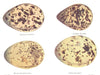 BIRD EGGS. Oyster-catcher; Golden Plover; Black-headed, Cmn Gull. THORBURN 1925
